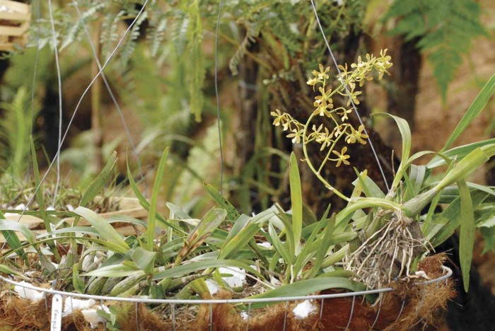 orquidario-guarulhos