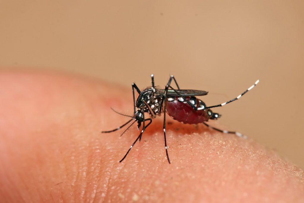 terreno-dengue-guarulhos
