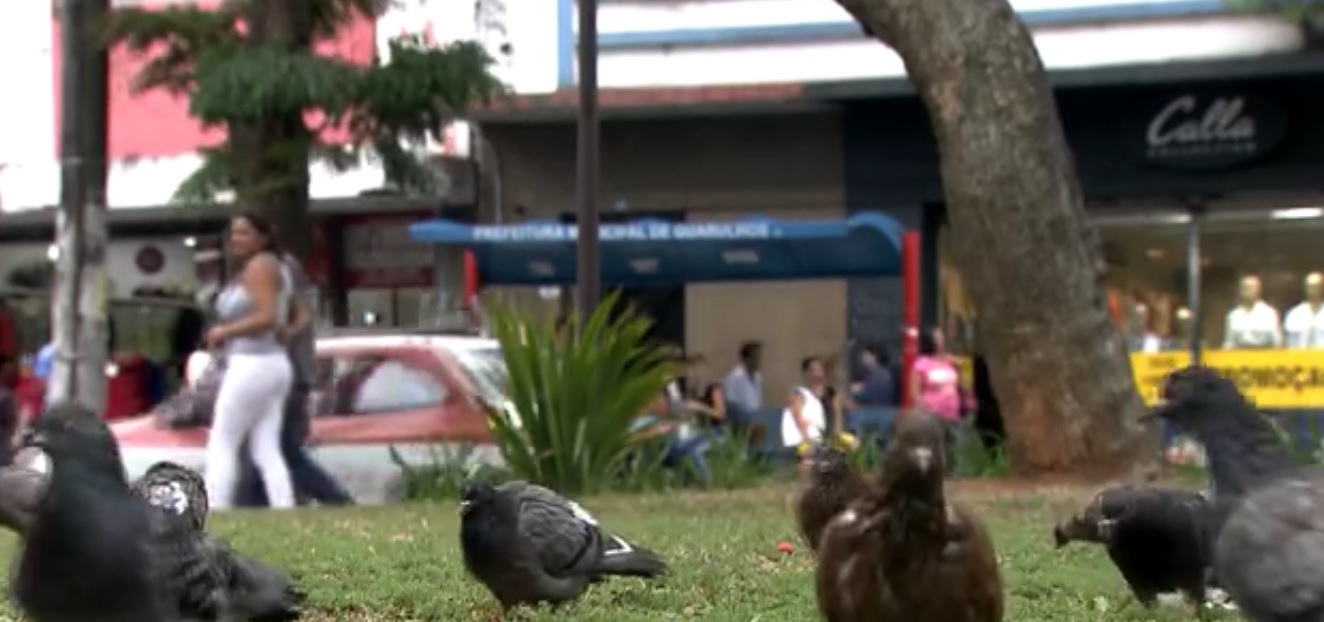 pombos-multa-guarulhos