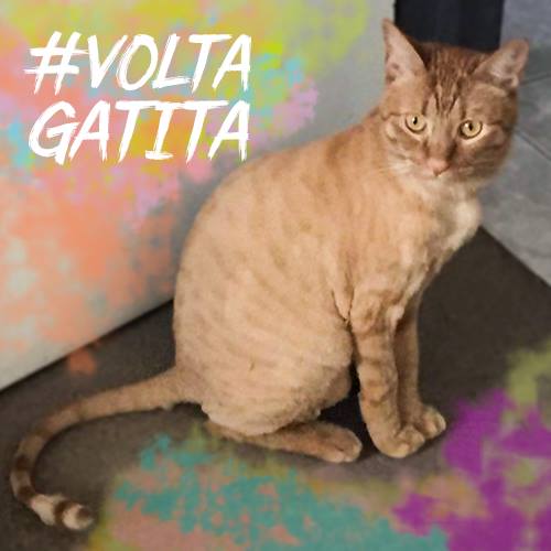 gatita-guarulhos