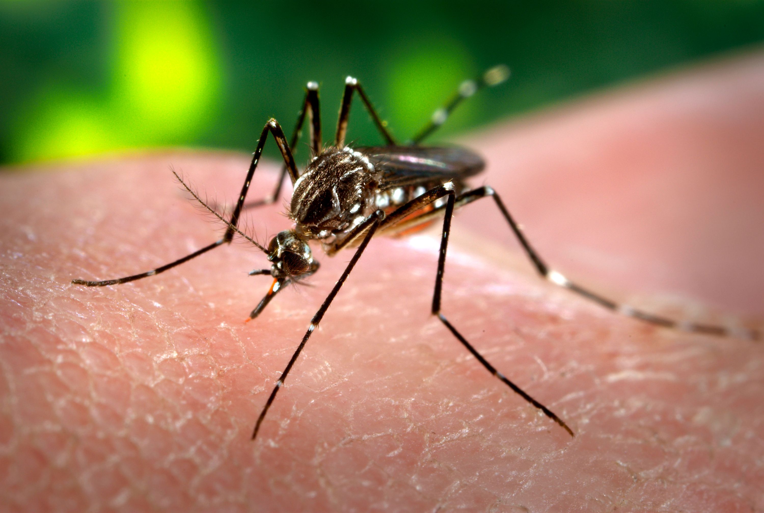 mosquito-da-dengue-guarulhos