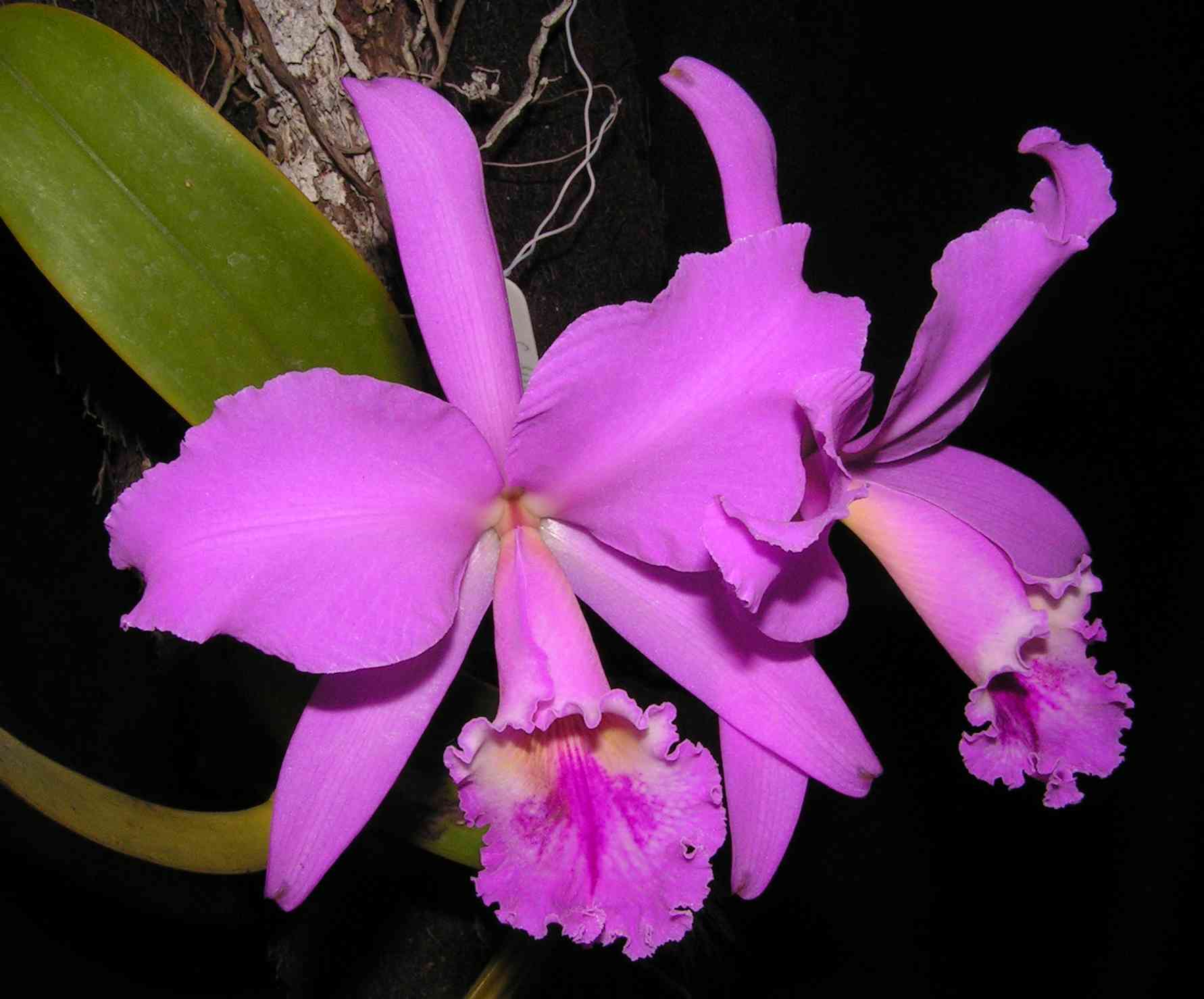 Orquideas-guarulhos
