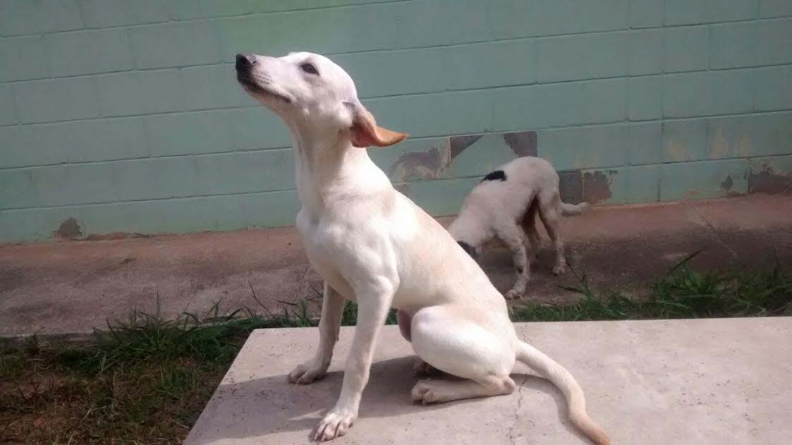 adocao-animais-guarulhos