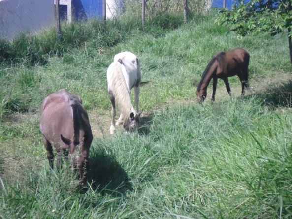 cavalos-em-guarulhos