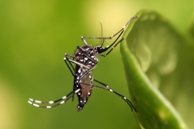 mutirao-dengue-em-guarulhos