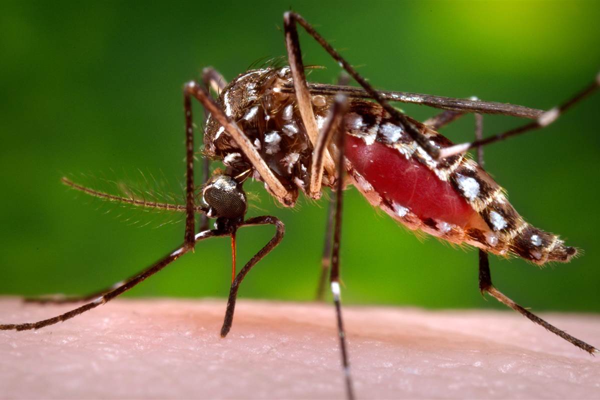 aedes-aegypti-guarulhos