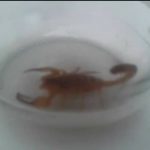 escorpioes-em-cumbica-1