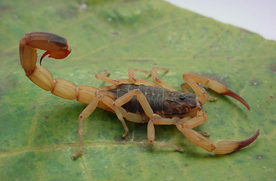 escorpioes-guarullhos