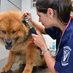 veterinaria-guarulhos