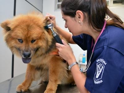 veterinaria-guarulhos