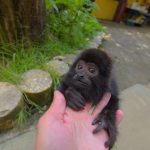 macaco-em-guarulhos (3)