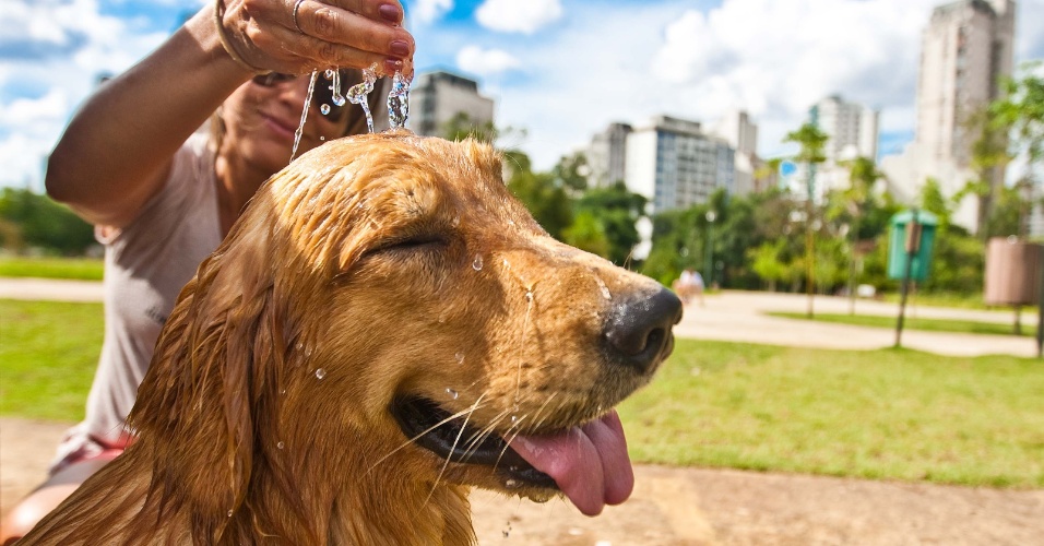 pet-verao