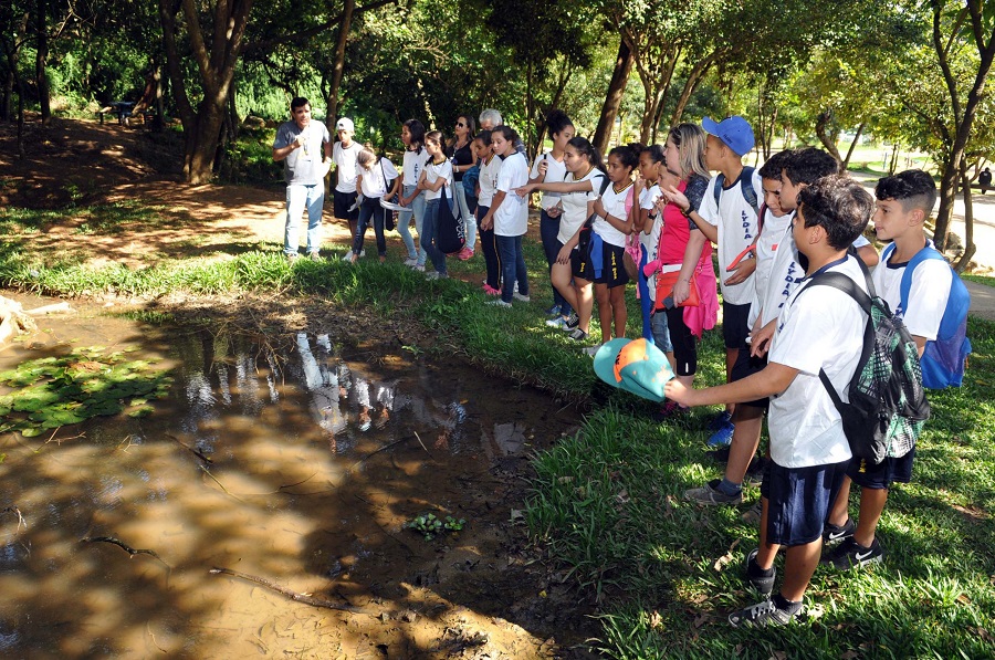 caminhando-no-bosque-maia