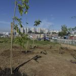 plantio-arvores-vila-rio (2)