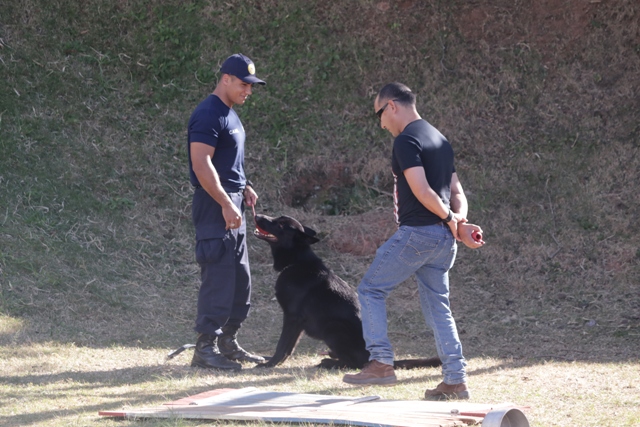 caes-policiais-gcm