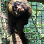 zoo-de-guarulhos-macacos (2)