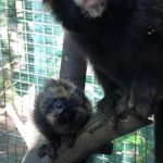zoo-de-guarulhos-macacos (3)