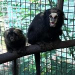 zoo-de-guarulhos-macacos (4)