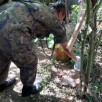 dengue-em-guarulhos (1)