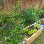oficina-horta-domestica-guarulhos (2)