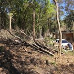 crime-ambiental-bambi (3)