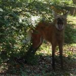 lobo-guara-zoo-guarulhos (1)