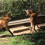 lobo-guara-zoo-guarulhos (3)