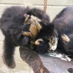 sagui-zoo-guarulhos (2)