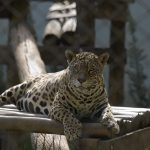 visita-zoo-de-guarulhos (1)