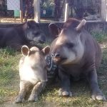 anta-yasmin-guarulhos (1)