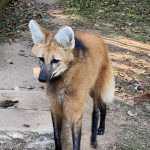 filhote-lobo-guara-guarulhos (2)