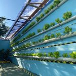 projeto-cuidando-horta-guarulhos (1)