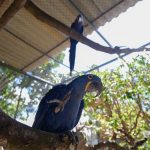 casal-arara-azul-zoo-guarulhos (1)