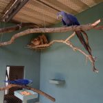 casal-arara-azul-zoo-guarulhos (2)