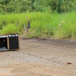 animais-zoo-de-guarulhos (1)