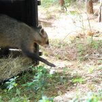 animais-zoo-de-guarulhos (3)