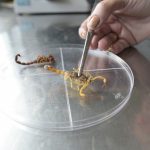 escorpioes-em-guarulhos (2)
