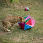 leao-Kalipha-zoo-guarulhos (4)