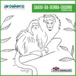 sagui-zoo-guarulhos