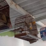 apreensao-de-passaros-guarulhos (2)