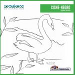 cisne-negro