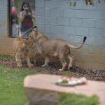 leao-zoo-guarulhos (2)