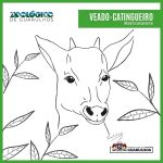 veado-catingueiro