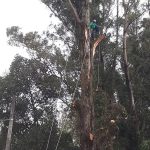 arvore-raio-cumbica (1)