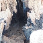 arvore-raio-cumbica (2)