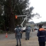 arvore-raio-cumbica (3)