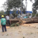 arvore-raio-cumbica (4)