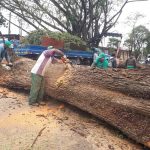 arvore-raio-cumbica (5)