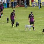 adocao-pets-copinha-guarulhos (5)