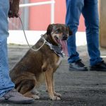 adocao-pets-copinha-guarulhos (7)